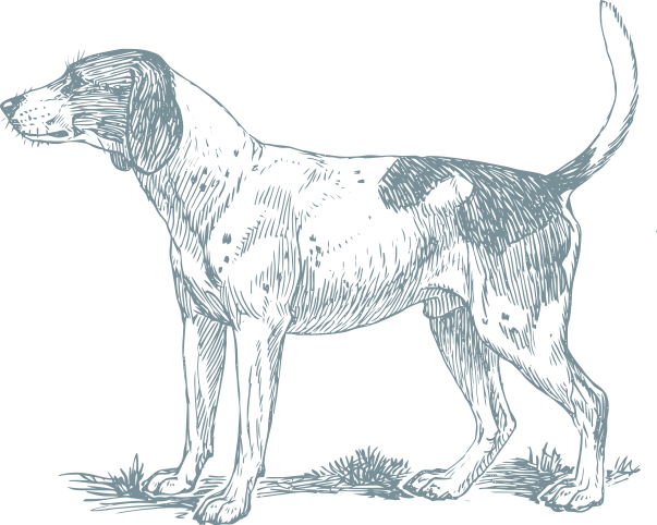 Section 01 Dog Illustration